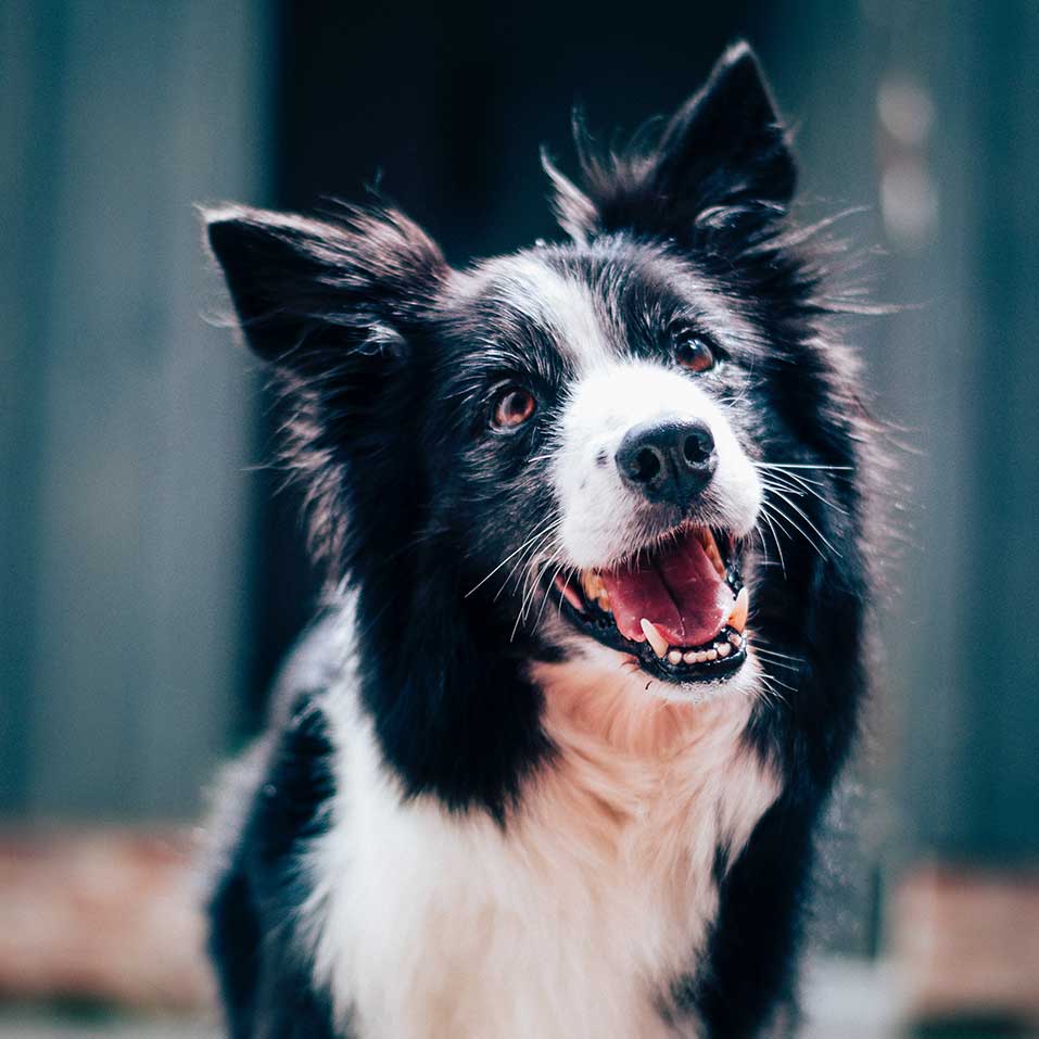 Image of CoCo a border collie breed.