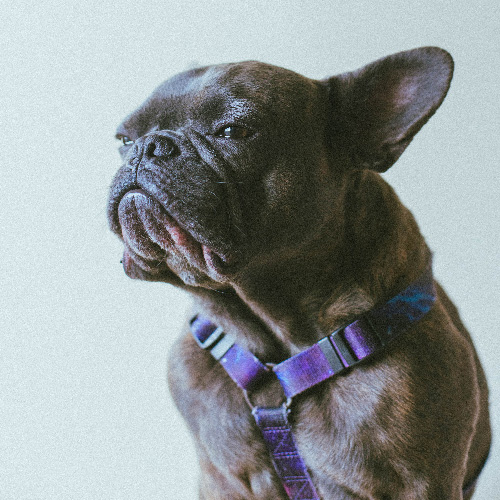 Image of Billy a french bulldog breed.
